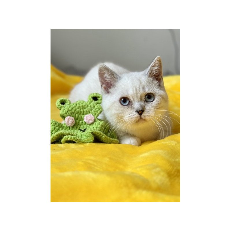 Munchkin Alva Naytiri