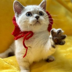 Munchkin Alva Naytiri
