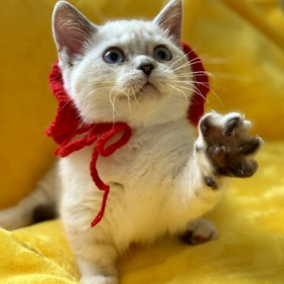 Munchkin Alva Naytiri