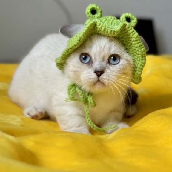 Munchkin Alva Naytiri