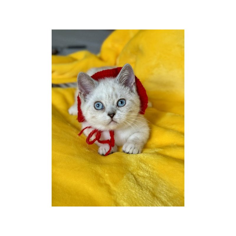 Munchkin Alva Naytiri