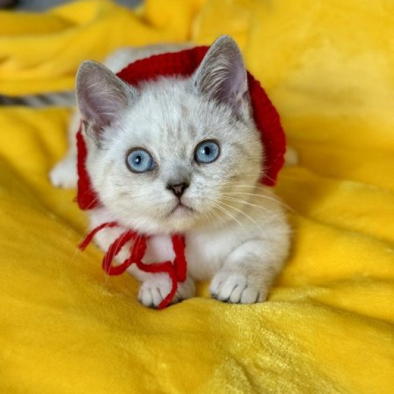 Munchkin Alva Naytiri