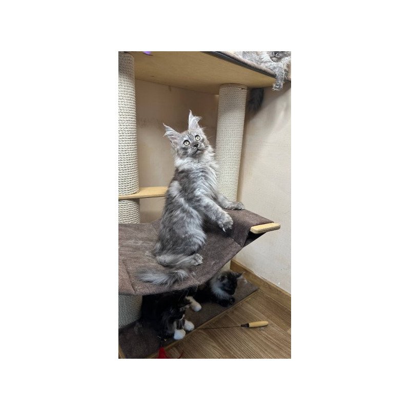 Maine Coon Alva Nemo