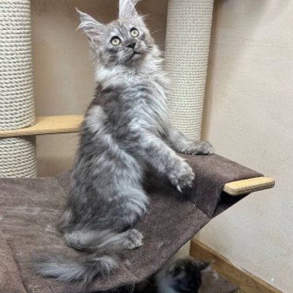 Maine Coon Alva Nemo