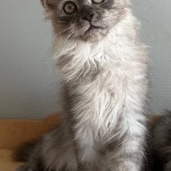 Maine Coon Alva Nemo