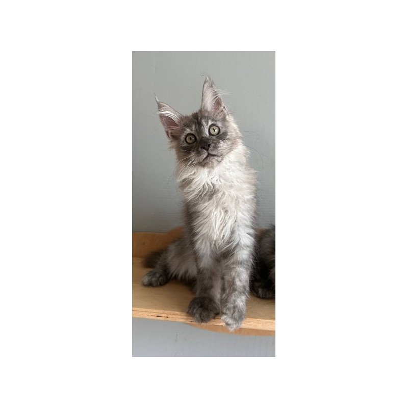 Maine Coon Alva Nemo