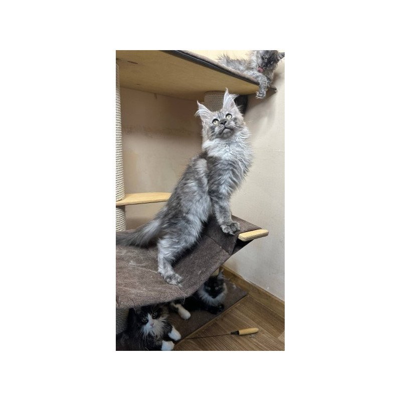 Maine Coon Alva Nemo