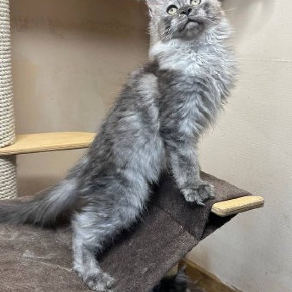 Maine Coon Alva Nemo