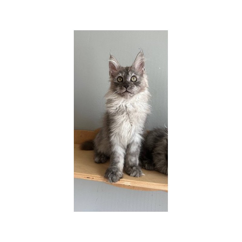 Maine Coon Alva Nemo