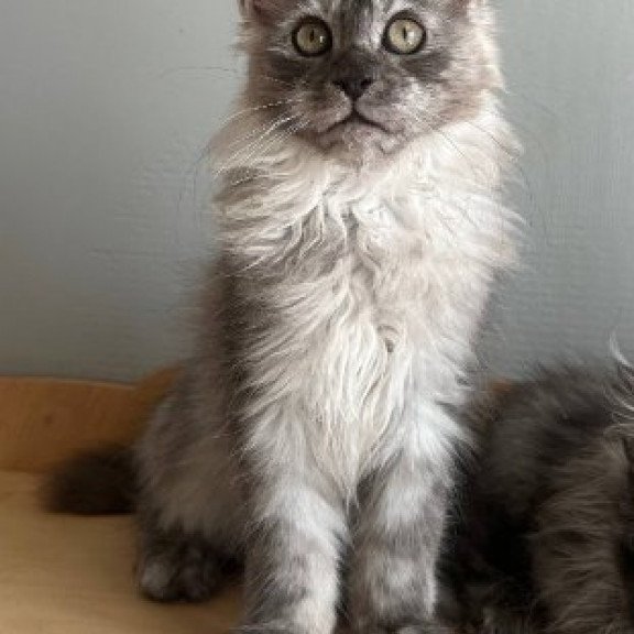 Maine Coon Alva Nemo