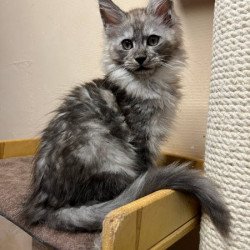 Maine Coon Alva Nemo