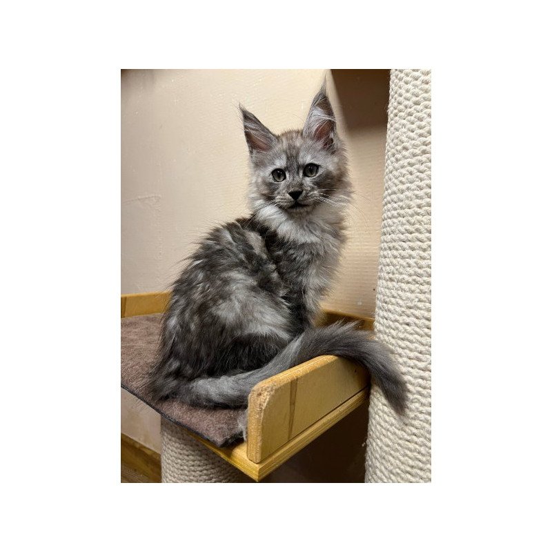 Maine Coon Alva Nemo