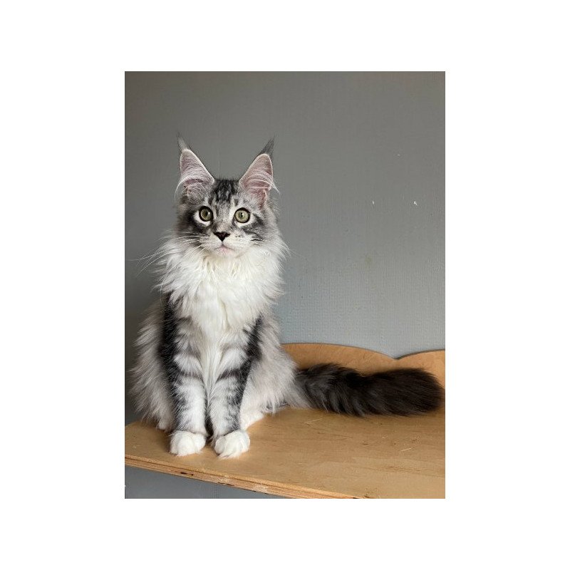 Maine Coon Alva Salvador Dali