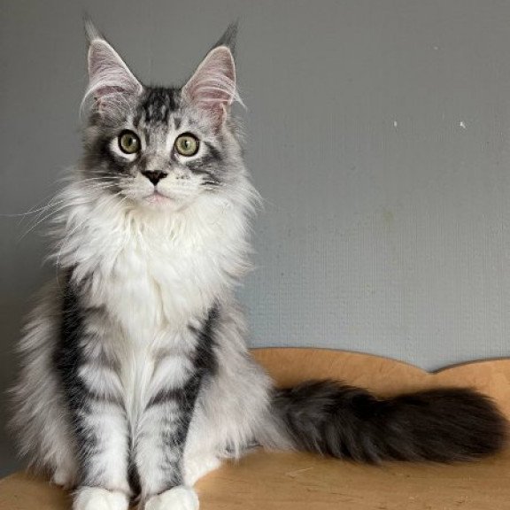 Maine Coon Alva Salvador Dali