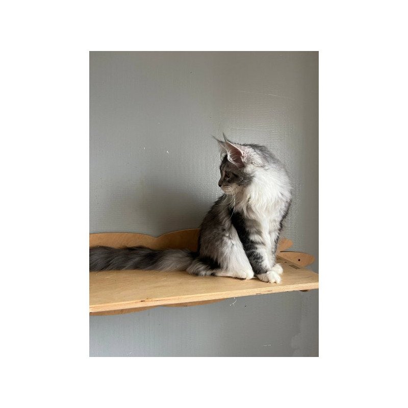 Maine Coon Alva Salvador Dali