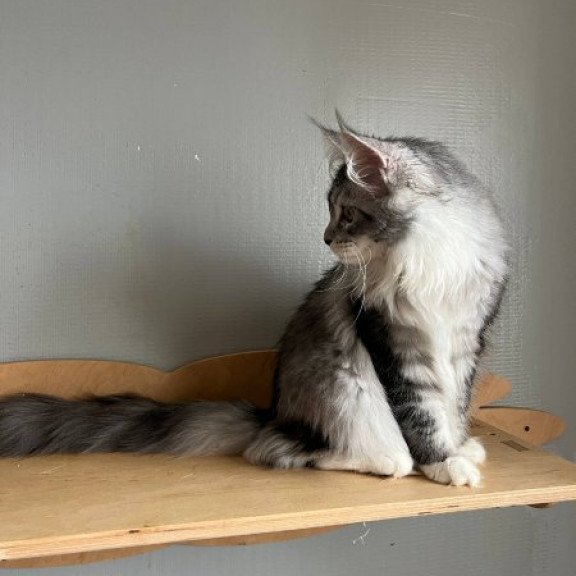Maine Coon Alva Salvador Dali