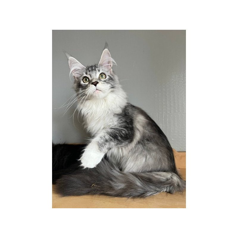 Maine Coon Alva Salvador Dali