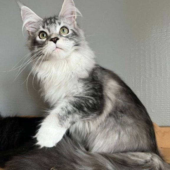 Maine Coon Alva Salvador Dali