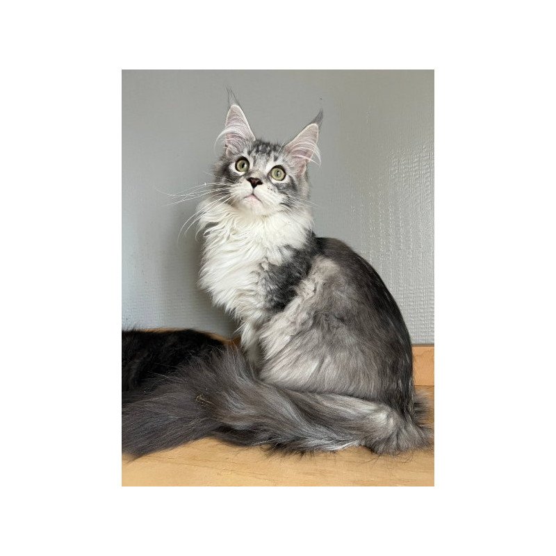 Maine Coon Alva Salvador Dali