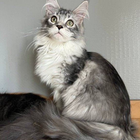 Maine Coon Alva Salvador Dali