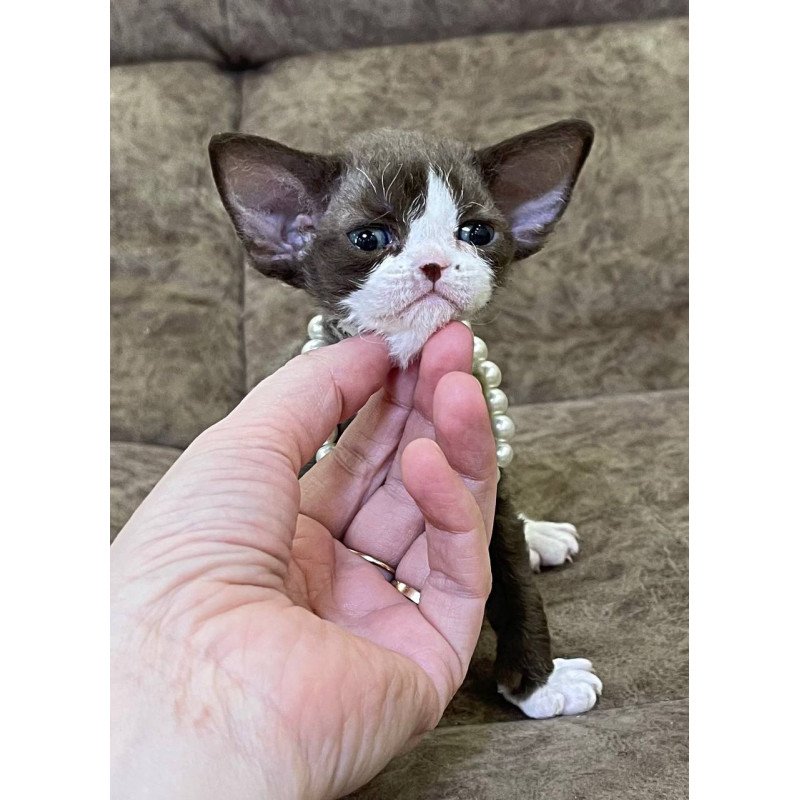 Devon Rex M Bella