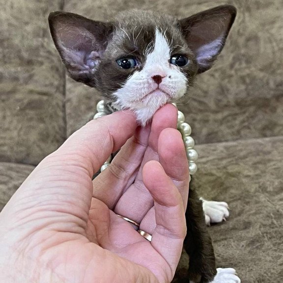 Devon Rex M Bella