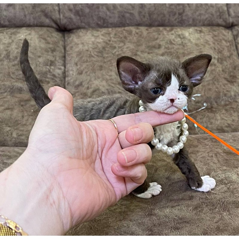 Devon Rex M Bella