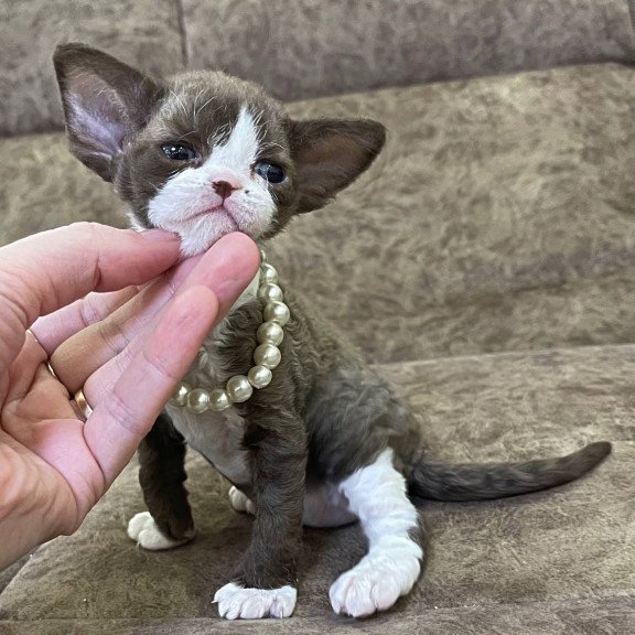 Devon Rex M Bella