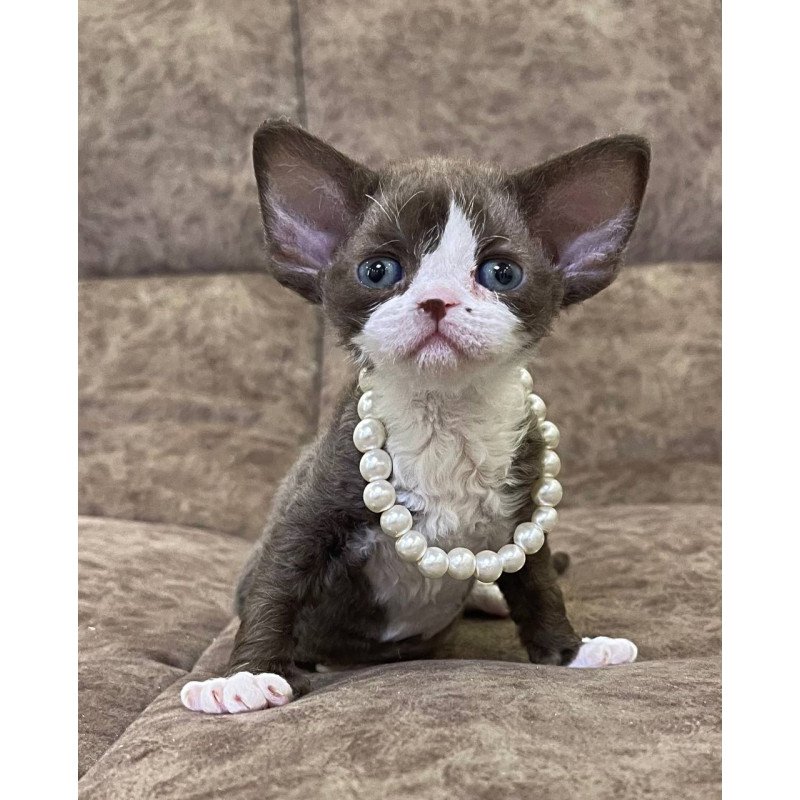 Devon Rex M Bella