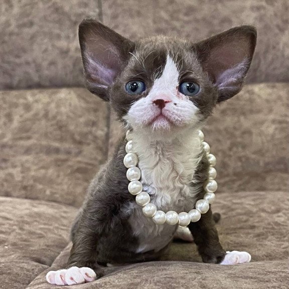 Devon Rex M Bella