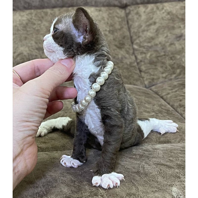 Devon Rex M Bella
