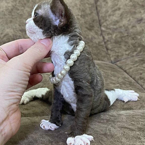Devon Rex M Bella