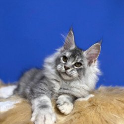 Maine Coon EZ Dana