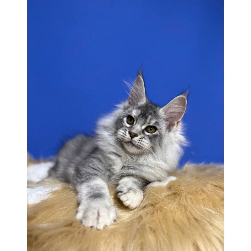 Maine Coon EZ Dana