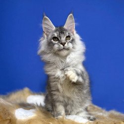 Maine Coon EZ Dana
