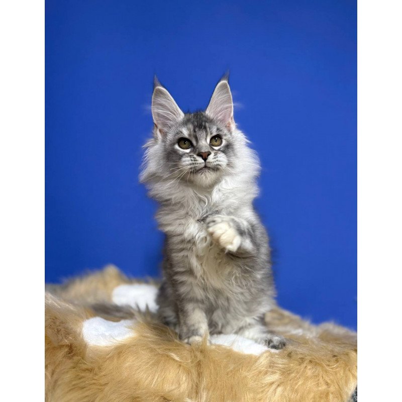 Maine Coon EZ Dana