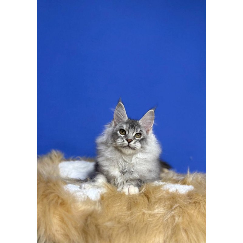 Maine Coon EZ Dana