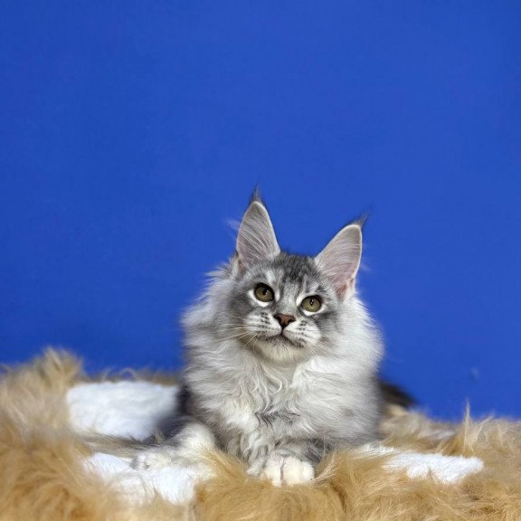 Maine Coon EZ Dana