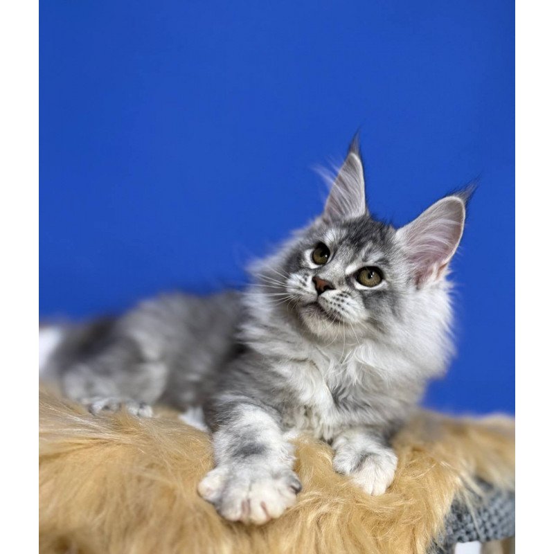 Maine Coon EZ Dana