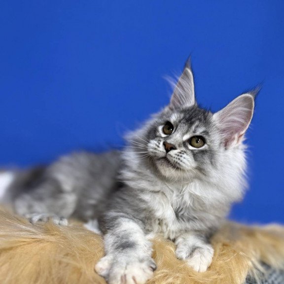 Maine Coon EZ Dana