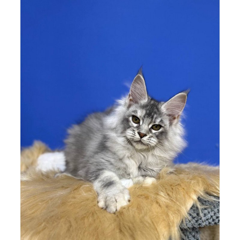 Maine Coon EZ Dana