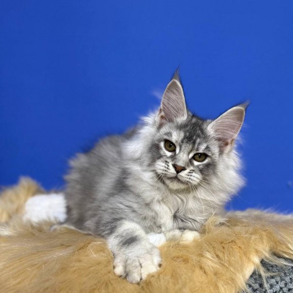 Maine Coon EZ Dana