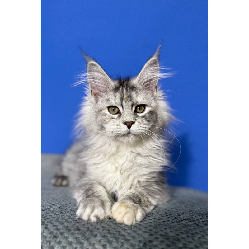 Maine Coon EZ Denisa