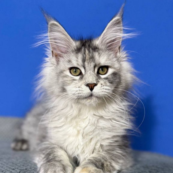 Maine Coon EZ Denisa