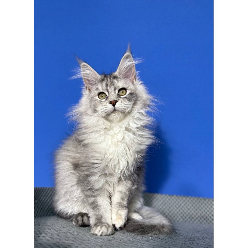 Maine Coon EZ Denisa