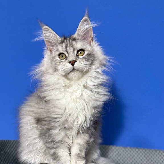 Maine Coon EZ Denisa