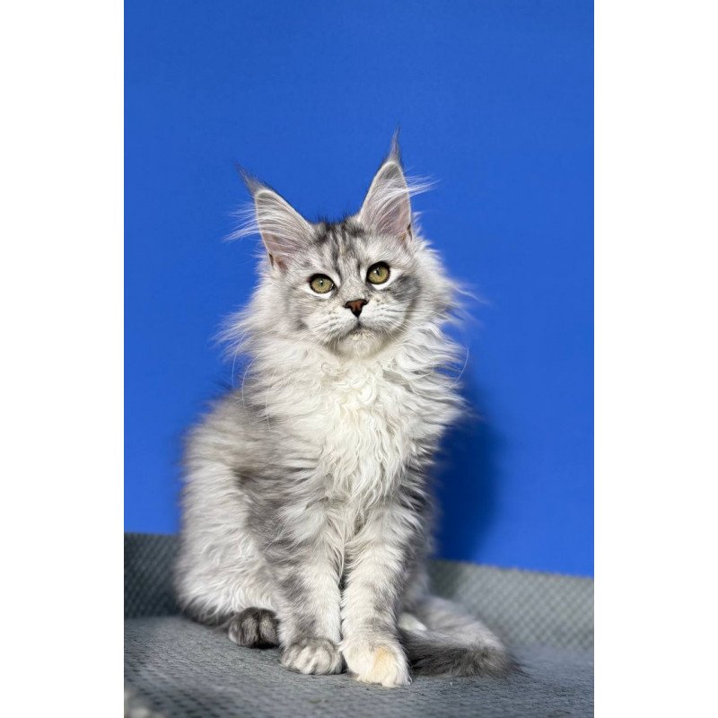 Maine Coon EZ Denisa