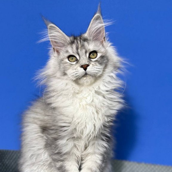 Maine Coon EZ Denisa