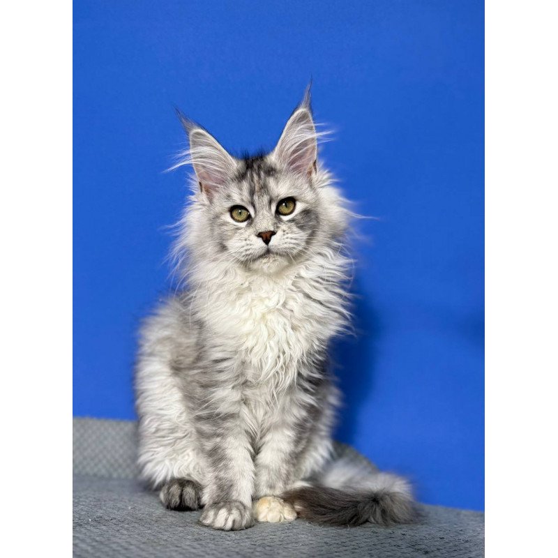 Maine Coon EZ Denisa