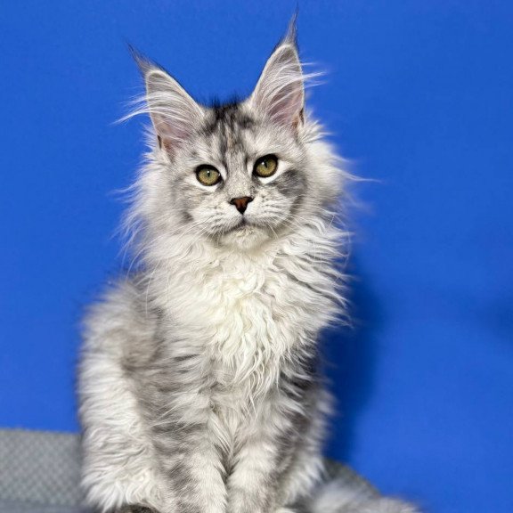 Maine Coon EZ Denisa